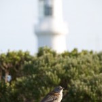 Bird and Cape Schanck Lighthouse